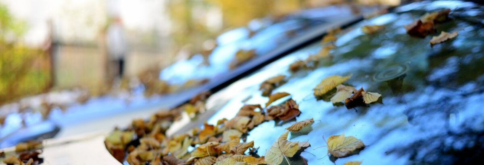 auto-rudens