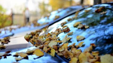 auto-rudens